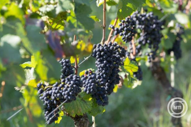 AM: rendkívüli támogatásban részesülhetnek a tavaszi fagykárt szenvedett szőlő- és gyümölcstermelők