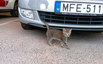 Veszprémtől Ajkáig egy autó motorterében utazott egy kiscica