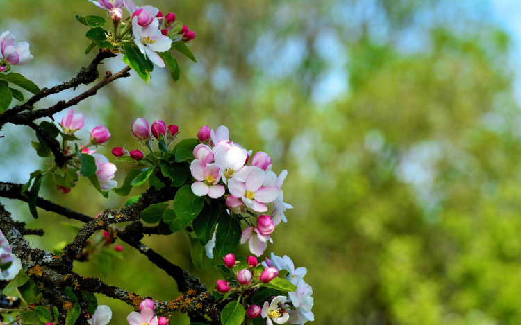 Agrometeorológia: sokfelé okoztak súlyos károkat a gyümölcsösökben a fagyok